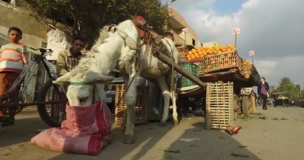 Keledai dengan gerobak penuh buah-buahan — Stok Video