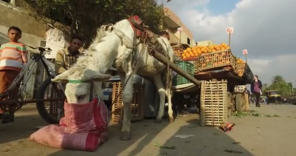 Burro com carrinho cheio de frutas — Vídeo de Stock