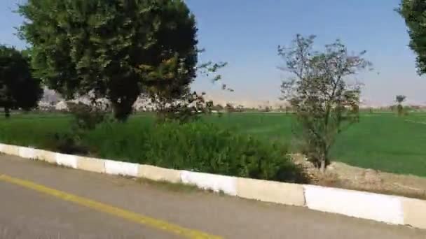 Gricultural velden in Luxor — Stockvideo