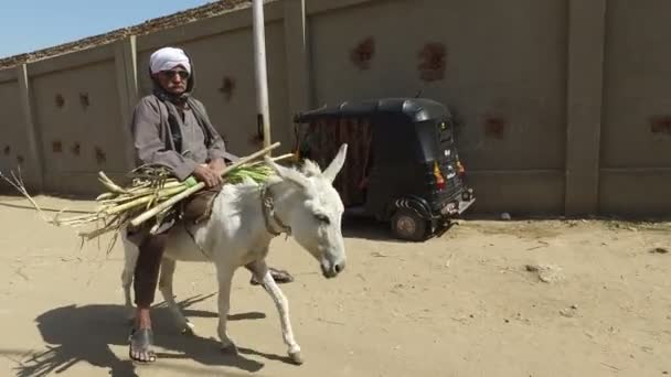 Homme sur âne porter des cannes à sucre — Video