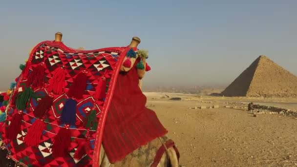 Wielbłąd na piramidy w Gizie, Cairo — Wideo stockowe