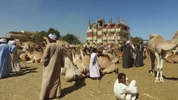 Kamel marknaden i Daraw, Egypten — Stockvideo