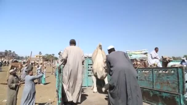 Продавцы погрузки верблюдов в грузовики — стоковое видео
