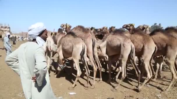 Daraw Camel markt, Egypte — Stockvideo