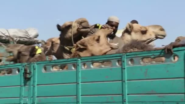 Верблюды на заднем сиденье грузовика — стоковое видео