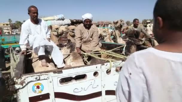 Marché aux chameaux Daraw, Égypte — Video