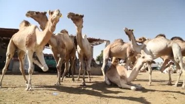 Daraw deve Pazar, Mısır