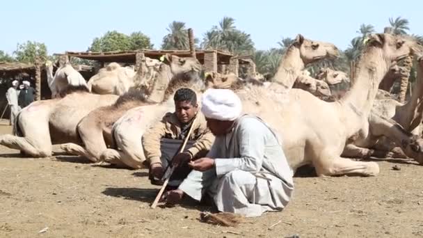 Vater und Sohn unterhalten sich auf dem Kamelmarkt — Stockvideo