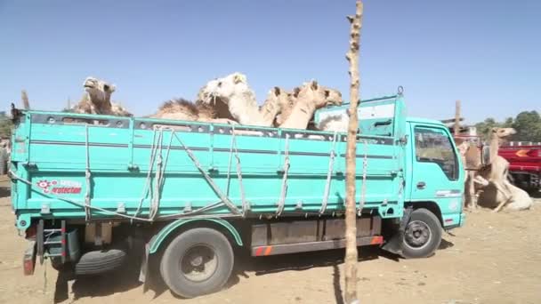 Kamyonun arkasında yüklü deve — Stok video