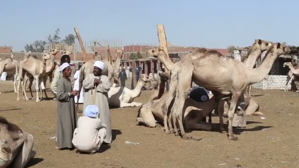 Hombres regateando en Daraw mercado de camellos — Vídeos de Stock