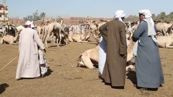 Daraw Camel market, Egypt — Stock Video