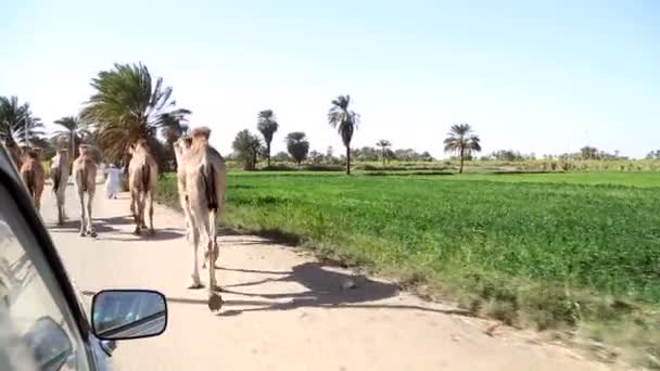 Homme local homme local marchant avec troupeau de chameaux — Video