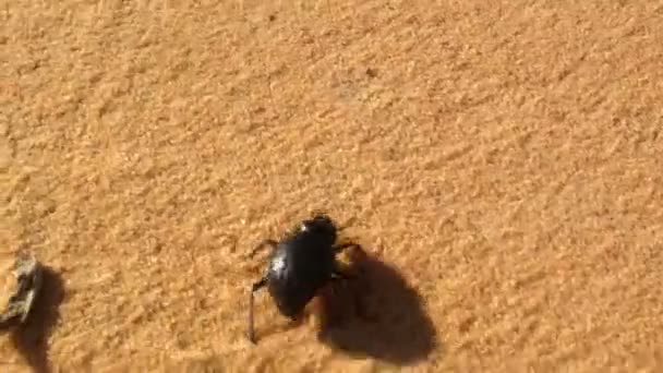 Scarab beetle on sand dune — Stock Video