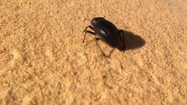 SCARAB beetle på sanddyn — Stockvideo