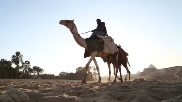 De toonaangevende kamelen man op piramides — Stockvideo