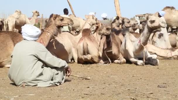 Daraw Camel market, Egypt — Stock Video