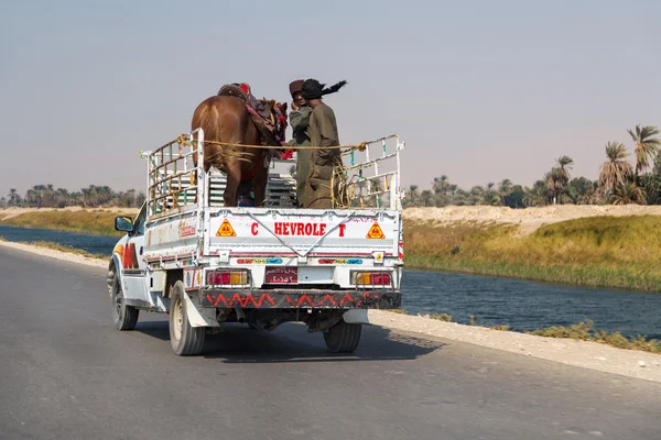 Transporte de cavalos na parte de trás de um caminhão — Fotografia de Stock