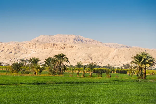 Oasis in the Valley of the Kings — Stock Photo, Image