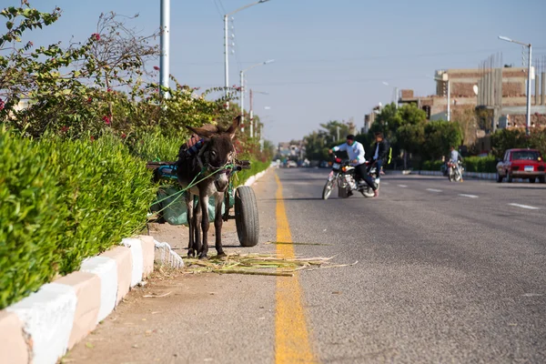 Wózek Donkey obok road — Zdjęcie stockowe