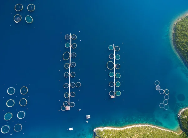 ドゥギ ・ オトク島クロアチアでの魚の養殖 — ストック写真