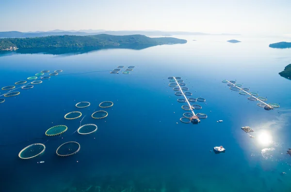 Chov ryb v Dugi Otok v Chorvatsku — Stock fotografie