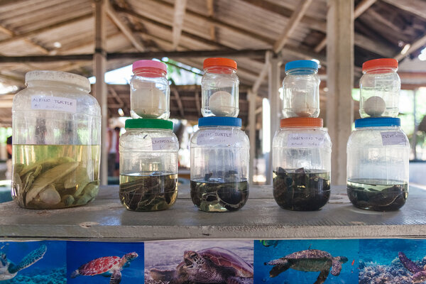 Turtles and eggs in glass jars at Sea Turtle Farm and Hatchery