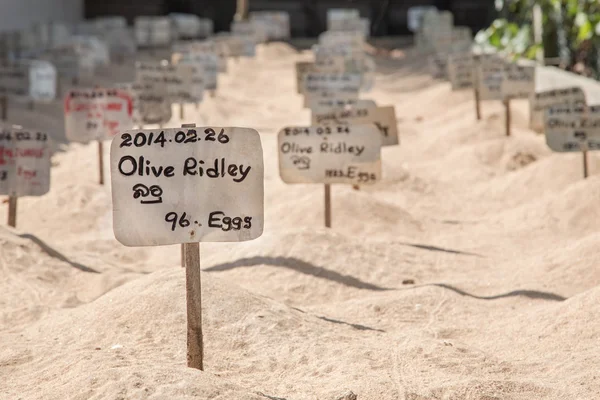 Œufs de tortues pondus dans le sable à Sea Turtle Farm et écloserie — Photo