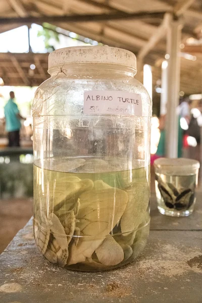 Albino turtles in glass jar at Sea Turtle Farm and Hatchery — Stock Photo, Image