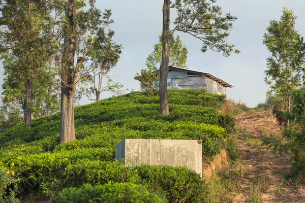 エラで世界有名な紅茶のプランテーションで丘の上の小さな小屋. — ストック写真