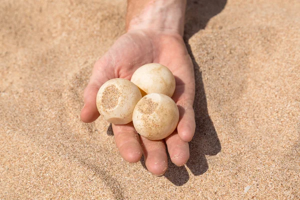 Miehen käsi pitelee kolmea kilpikonnan munaa — kuvapankkivalokuva