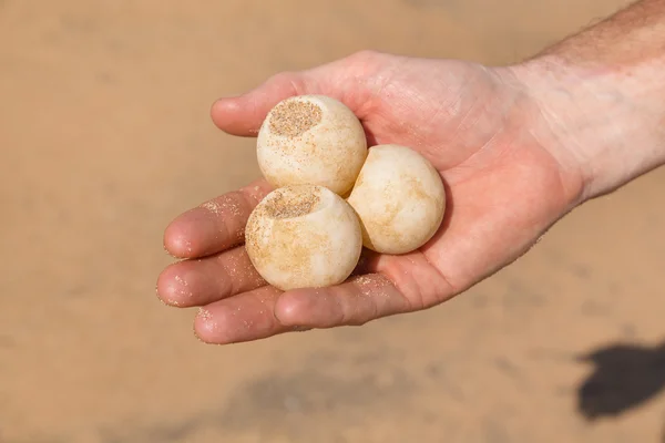 Man's hand holding three turtle eggs — Stock Photo, Image