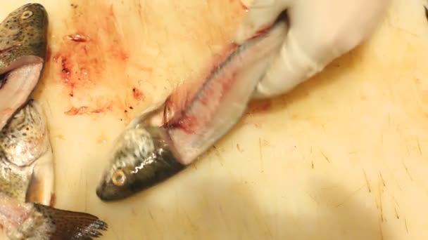 Koch schneidet und putzt Fische — Stockvideo