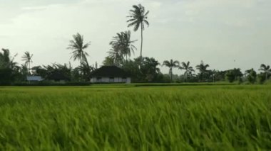 Rüzgara karşı hareket pirinç çimen