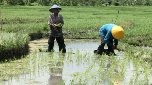 Cultivadores de arroz plantando tallo — Vídeo de stock