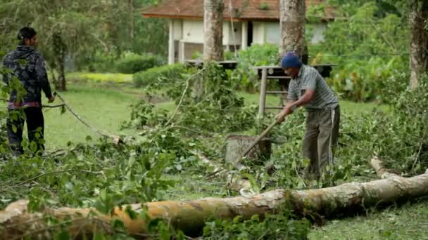 Man schoonmaak omgevallen boom — Stockvideo