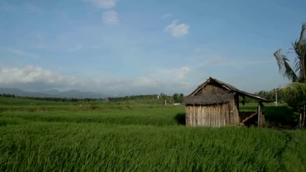 Хижина в поле Paddy — стоковое видео