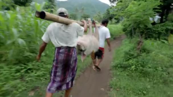 男子携带供屠宰的猪 — 图库视频影像