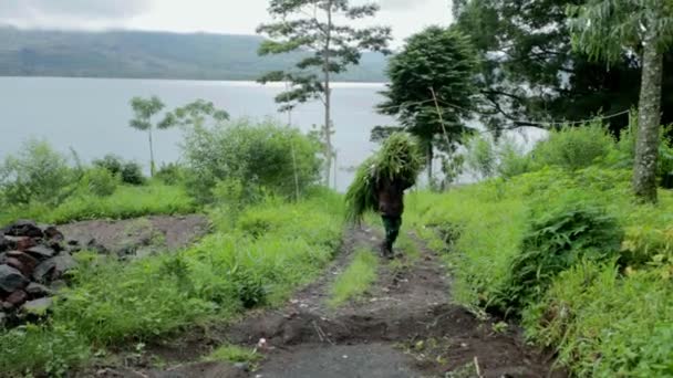 彼の牛のための草を運ぶ男 — ストック動画