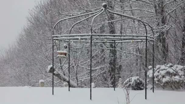 Pesanti nevicate in giardino — Video Stock