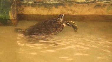 Yetişkin Kaplumbağa yüzme havuzu içinde