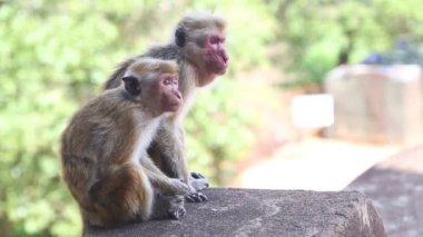 Sigiriya'da iki maymun