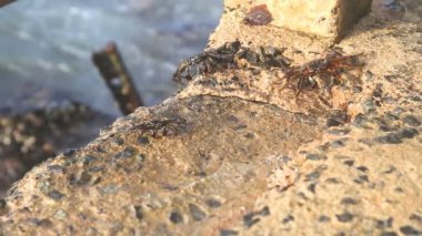 Küçük hakkında deniz yürüme taşıyan kasık biti