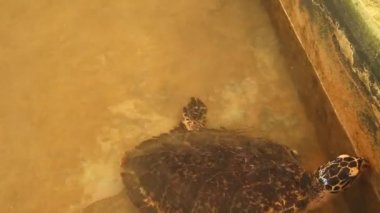 Yetişkin Kaplumbağa yüzme havuzu içinde