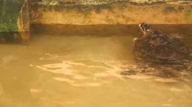 Yetişkin Kaplumbağa yüzme havuzu içinde