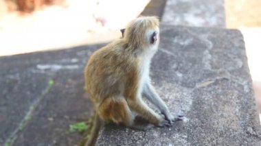 Bebek Maymun Sigiriya içinde