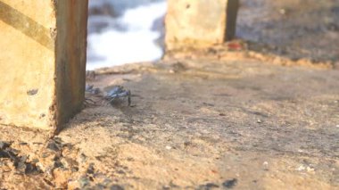 Küçük hakkında deniz yürüme taşıyan kasık biti