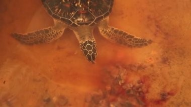 Yetişkin Kaplumbağa yüzme havuzu içinde