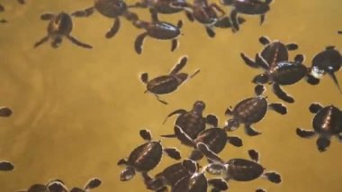 Bir havuzda bebek kaplumbağalar