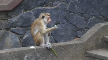 Dambulla altın tapınak yeme maymun.