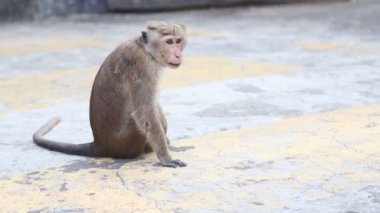 Bir köpek Dambulla altın tapınak olarak uzak çalışan maymun